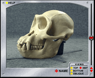Hominid skull - Chimpanzee Example