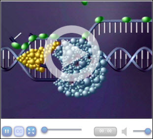  DNA Structure and Replication Example